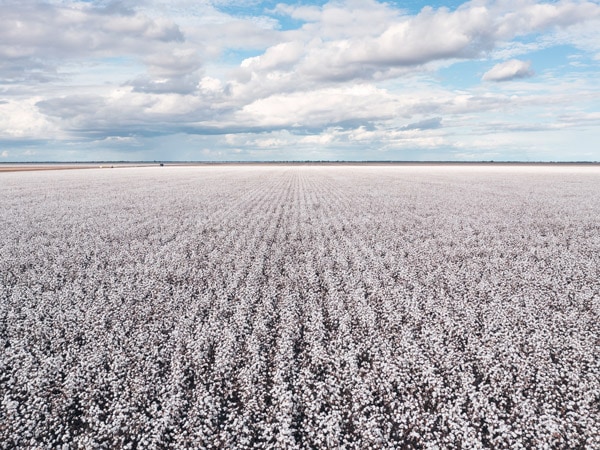 Cotton ready for picking at Newport Cotton Farm, Moree.
