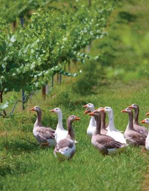 100 Incredible Travel Secrets #89 Milawa, Vic