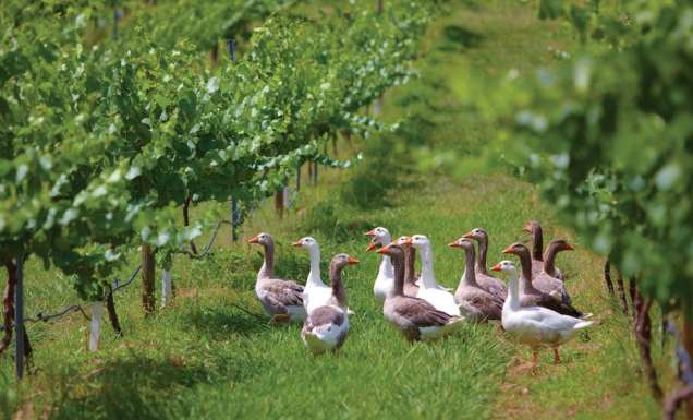 100 Incredible Travel Secrets #89 Milawa, Vic