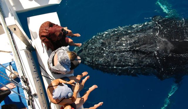 Hervey Bay Whale Watching