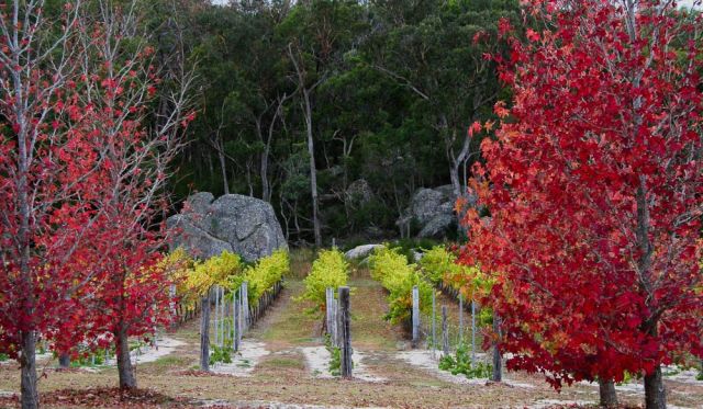 Autumn strikes the Strange Bird winetasting trail, Granite Belt, Queensland.
