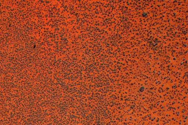 Murchison scrub country, east of Geraldton, Western Australia