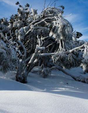 Mt Baw Baw, Victoria (by Lindsey Garside)