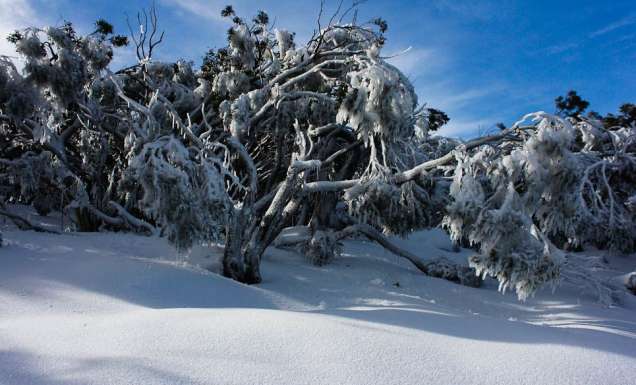 Mt Baw Baw, Victoria (by Lindsey Garside)