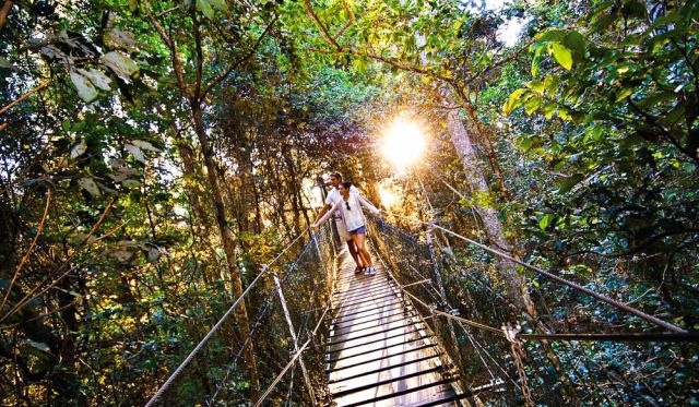 O'Reilly's Tree Top Walk, Lamington National Park