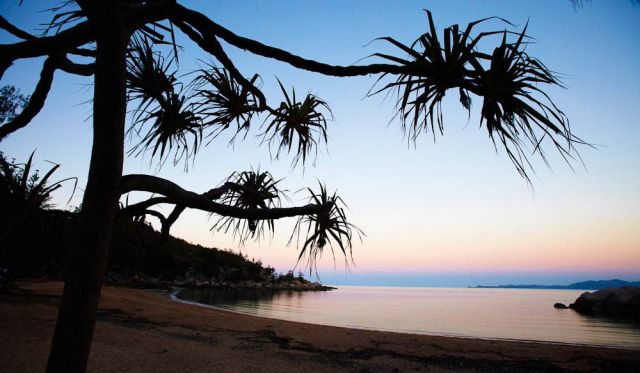Arthur Bay at dusk, with a Pandanus tree in the foreground, Magnetic Island