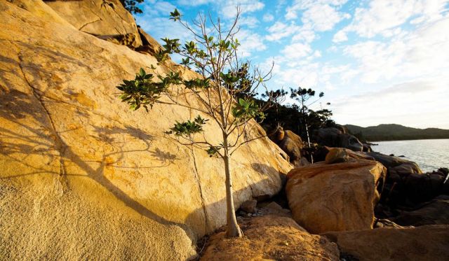 With two-thirds of Magnetic Island a national park, there is plenty of nature to explore.