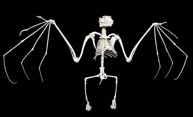 Strange concierge requests: A famous singer once asked a concierge for one of these.