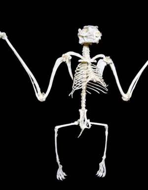 Strange concierge requests: A famous singer once asked a concierge for one of these.