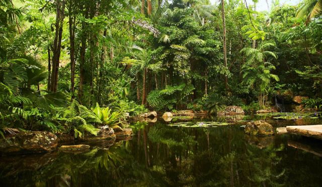 Rainforest on Hayman