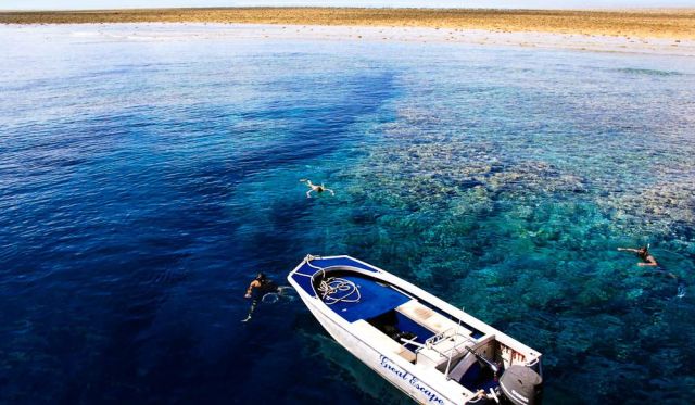 'Starfish' floating, Rowley Shoals, WA.