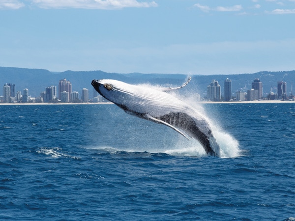 a humpback whale making a splash, Gold Coast