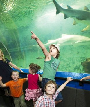 <p><i>91: Take the kids under the sea</i> at an aquarium</p>
