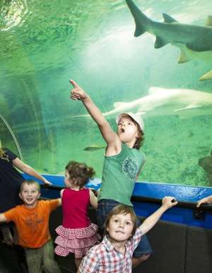 91: Take the kids under the sea at an aquarium