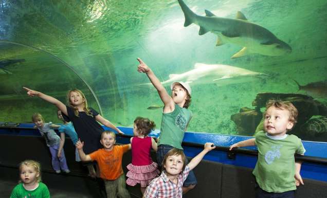 91: Take the kids under the sea at an aquarium