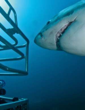 The truth about shark diving