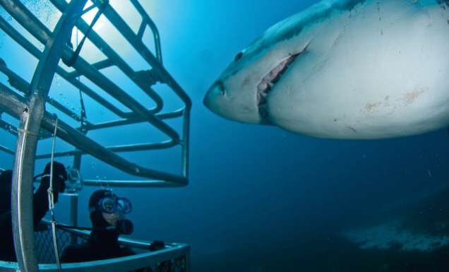 The truth about shark diving