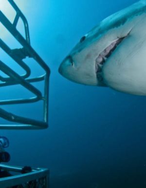 The truth about shark diving