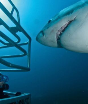 <p><i>The truth about shark diving</i></p>
