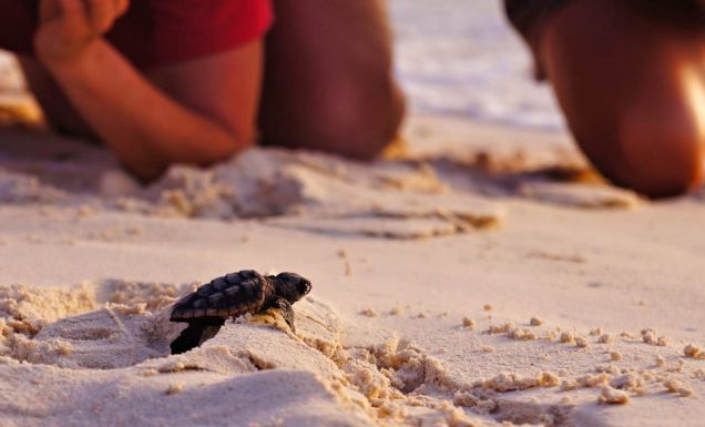 Turtle caring