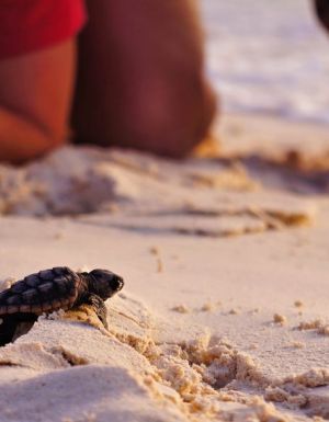 Turtle caring