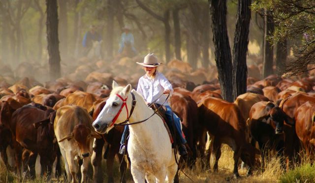 Harry Redford Cattle Drive