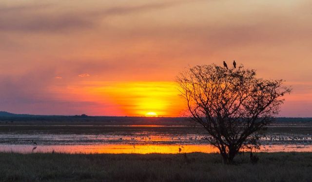 Goose Camp, Kakadu
