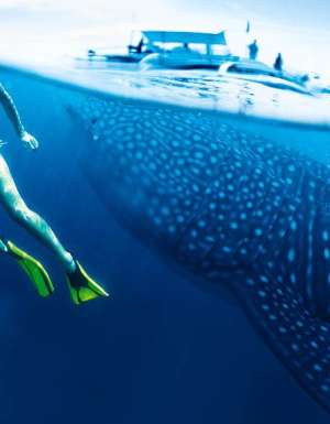A close encounter with Ningaloo’s whale sharks