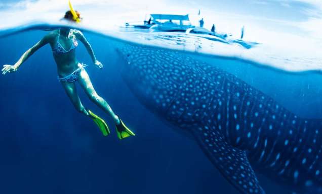 A close encounter with Ningaloo’s whale sharks