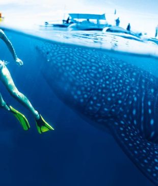 <p><i>A close encounter</i> with <strong>Ningaloo</strong>&#8216;s whale sharks</p>
