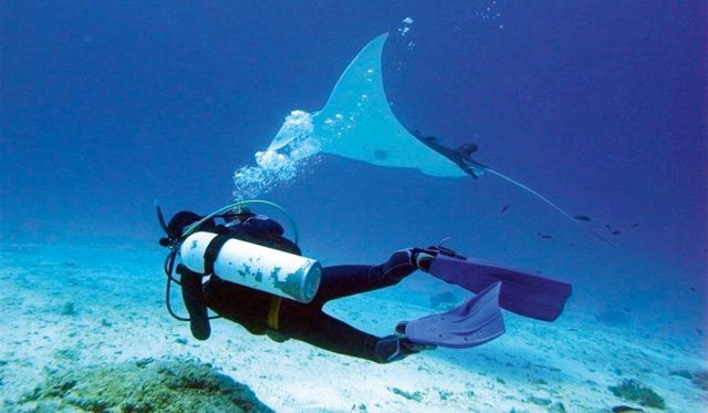Lady Elliott Island's manta rays