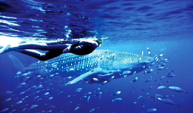 Swim with Ningaloo Reef's whale sharks Western Australia