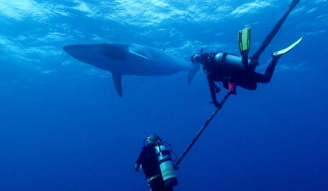 Divers' close encounter with dwarf minke whale, Great Barrier Reef