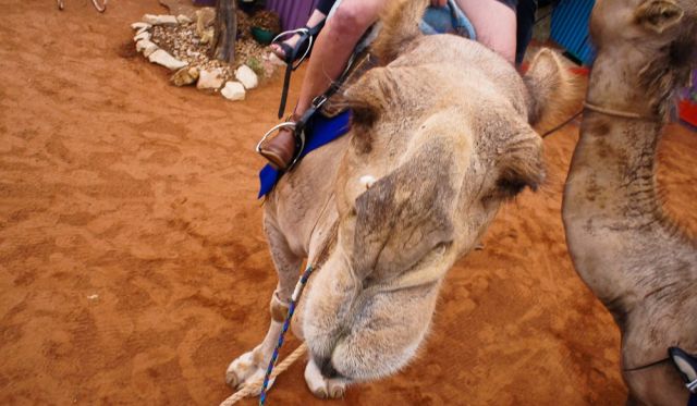 Pyndan Camel Tracks, Alice Springs, Northern Territory