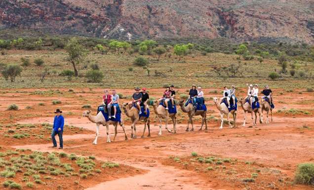 Exploring the outback ochre terrain aboard Trillion, Pixie, Dock, Ruby, Saleh, Anna and Odin from Pyndan Camel Tracks, south west of Alice Sp
