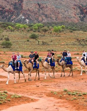 Exploring the outback ochre terrain aboard Trillion, Pixie, Dock, Ruby, Saleh, Anna and Odin from Pyndan Camel Tracks, south west of Alice Sp