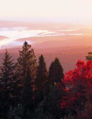 Blue Mountains Botanic Garden sits on the summit of Mount Tomah