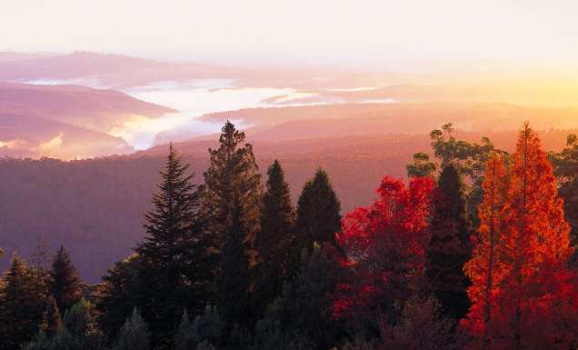 Blue Mountains Botanic Garden sits on the summit of Mount Tomah