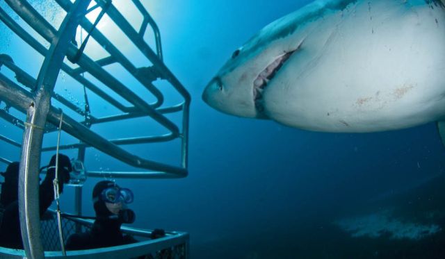 Face to teeth with a Great White (Rodney Fox) off Port Lincoln, SA.