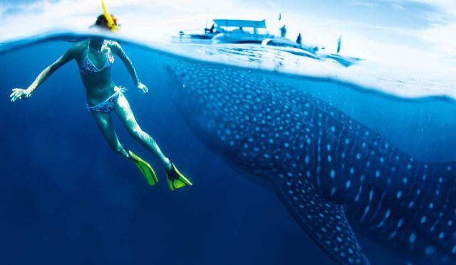 Whale sharks of Ningaloo