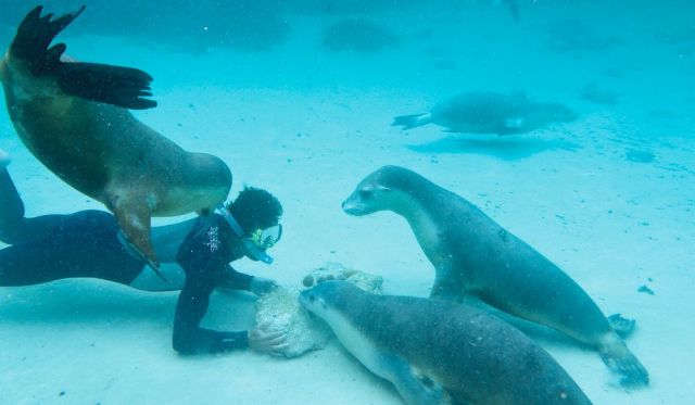 Scuba diving with sea lions Baird Bay, South Australia.