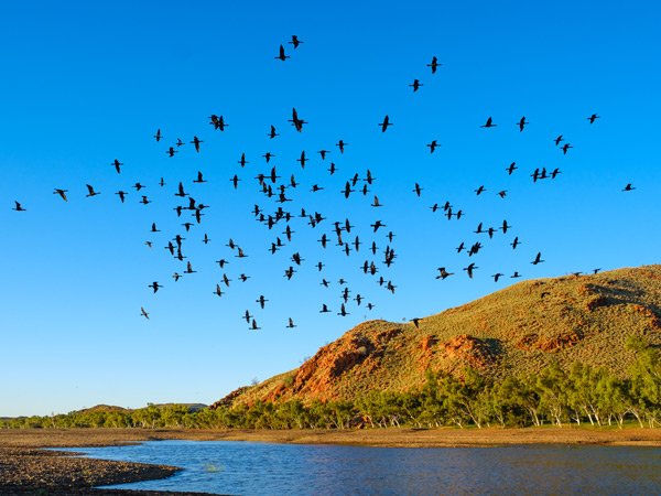 a scenic view of birds flying across the serene landscape of Doolena Gorge, Marble Bar