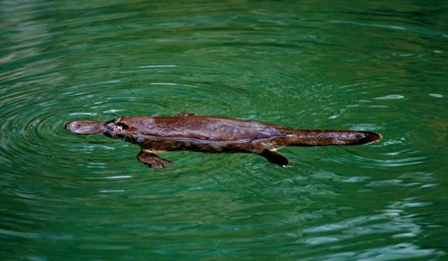 Platypus in the wild