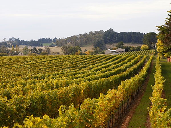 Vineyards, Orange, Central NSW, Australia