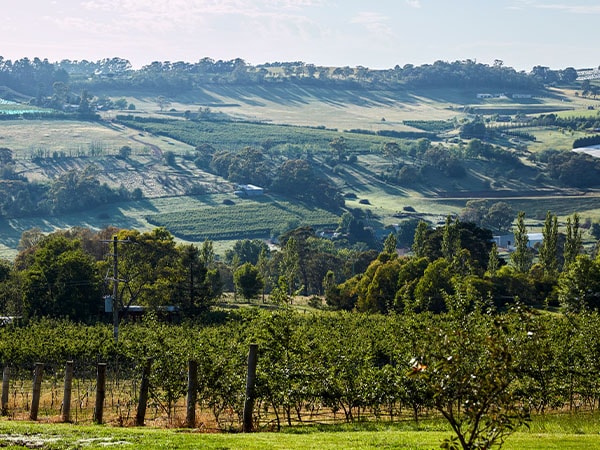 Scenic country views across Borrodell Vineyard, Canobolas