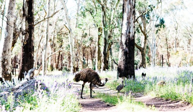 Dad tends to emu chicks Flinders Ranges