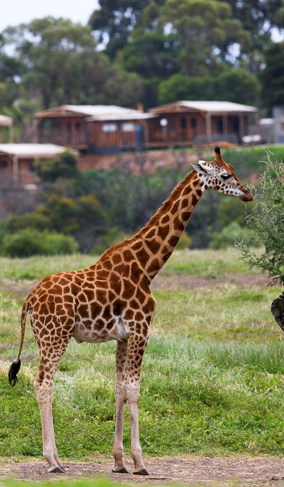Giraffe Slumber Safari Werribee Open Range Zoo