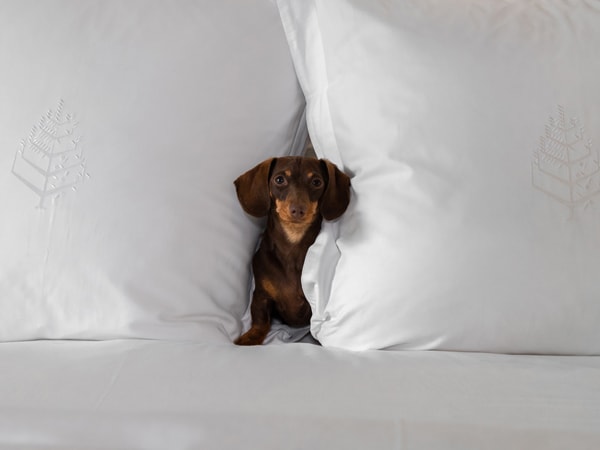 A dachshund in between pillows at Four Seasons Sydney. (Image: Four Seasons Sydney)