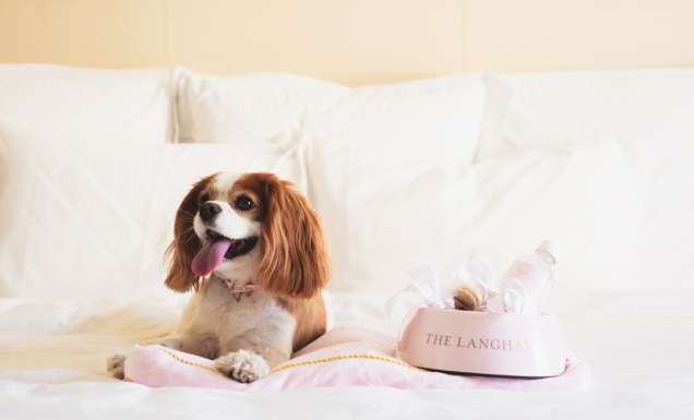 A King Charles Cavalier lies on bed with a pink dog bowl that says The Langham. (Image: The Langham)