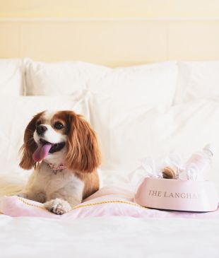 <p><i>The best pet-friendly stays</i> around <strong>Australia</strong></p>
